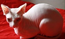 Why should I sterilize my Sphynx?