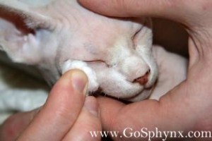 Cleaning Sphynx cat ears