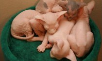 Symptoms of Sphynx Cat Diseases