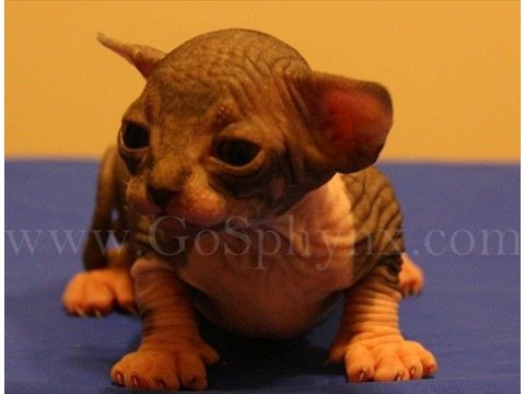 Sphynx(7)