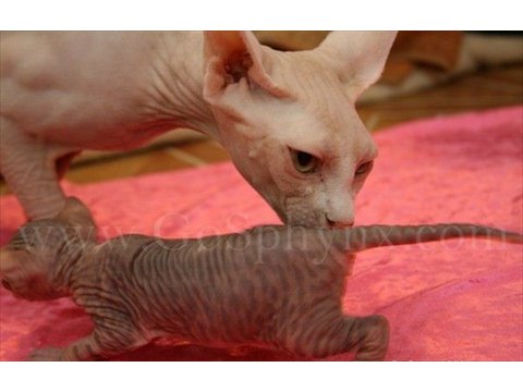 Sphynx(11)