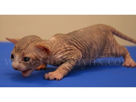 Sphynx(15)