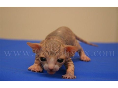 Sphynx(16)