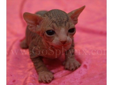 Sphynx(9)
