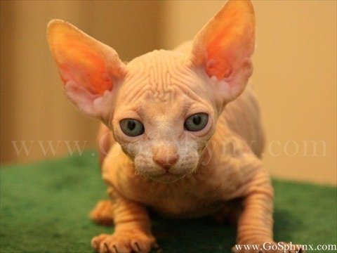 Sphynx(1)