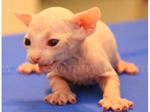 Sphynx(10)