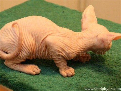 Sphynx(2)