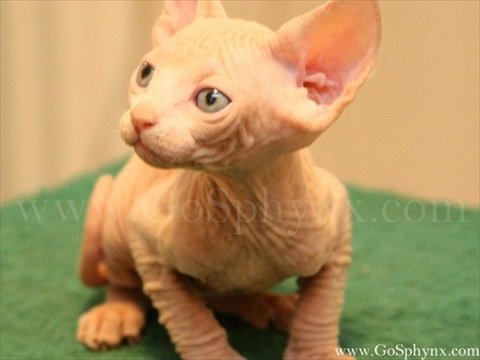 Sphynx(4)