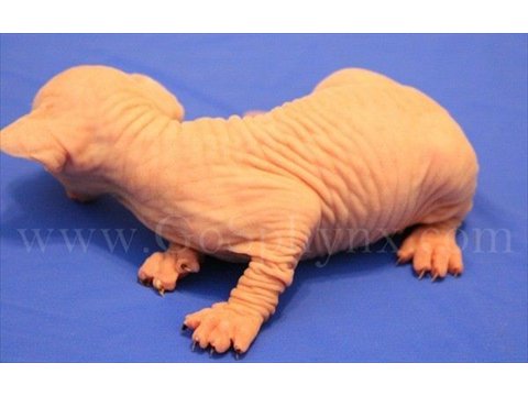 Sphynx(6)