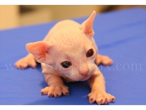 Sphynx(8)