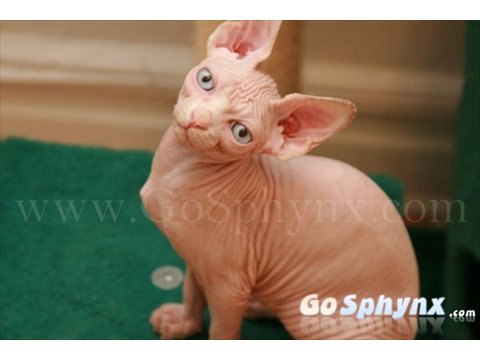 Sphynx(2)