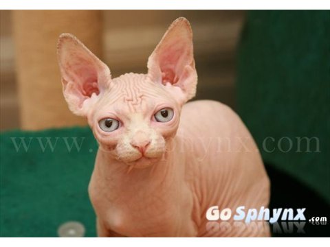 Sphynx(9)