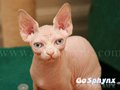 Sphynx(9)