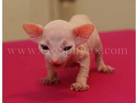 Sphynx(2)