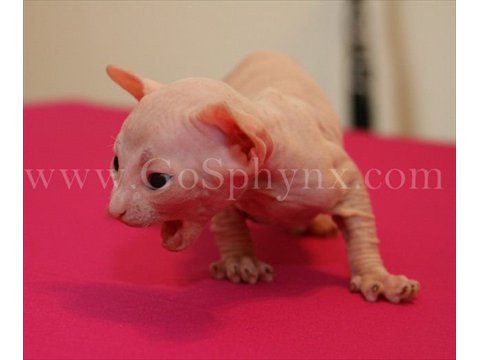 Sphynx(3)