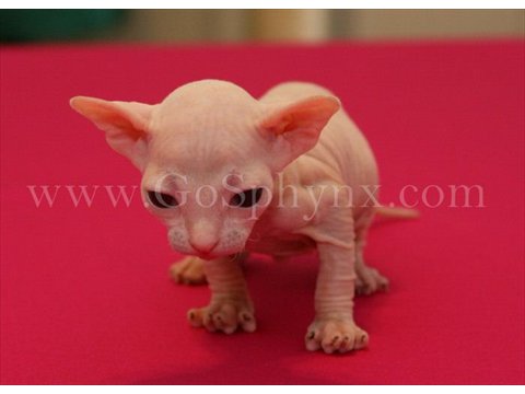 Sphynx(4)