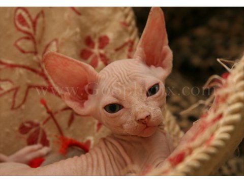 Sphynx(5)