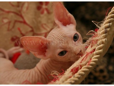 Sphynx(6)