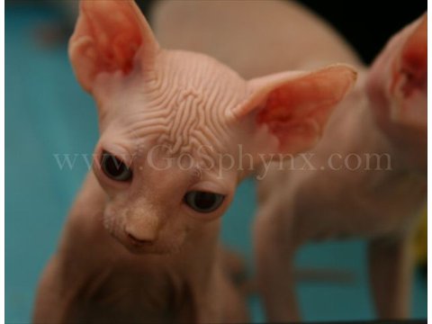 Sphynx(7)