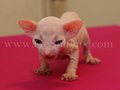 Sphynx(2)