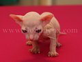 Sphynx(4)