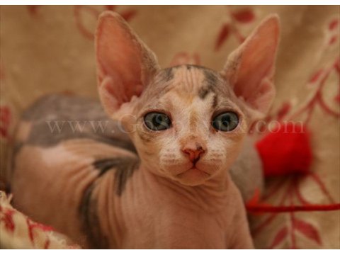 Sphynx(1)