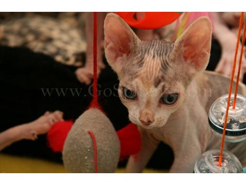 Sphynx(2)