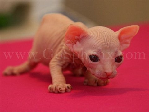 sphynx(6)