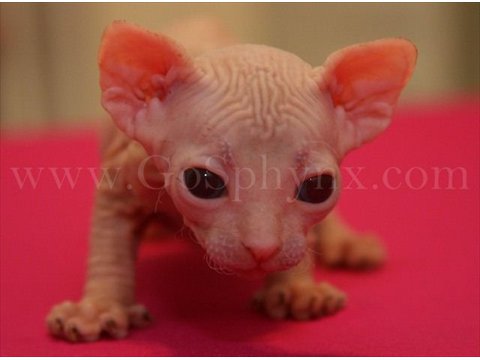 sphynx(7)