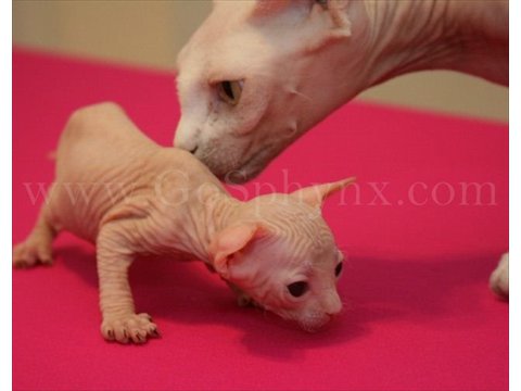 sphynx(8)