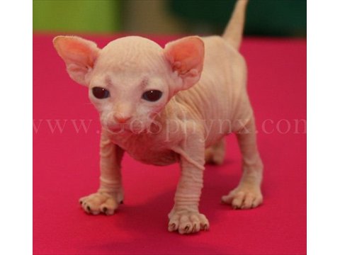 sphynx(9)