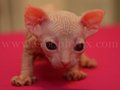 sphynx(7)