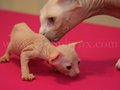 sphynx(8)