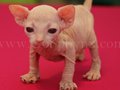 sphynx(9)