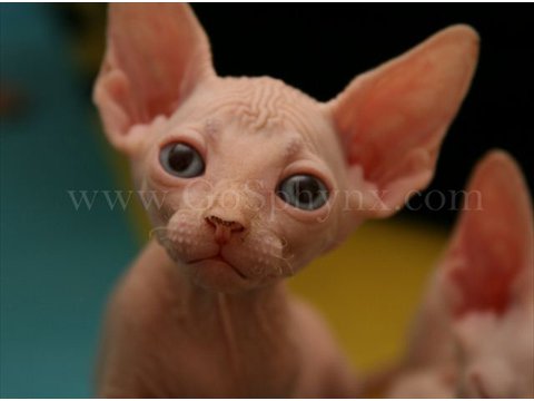 Sphynx(2)