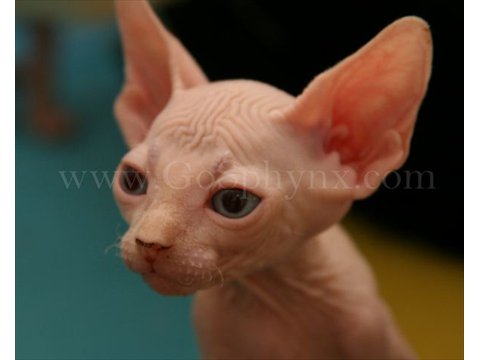 Sphynx(3)