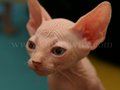 Sphynx(3)