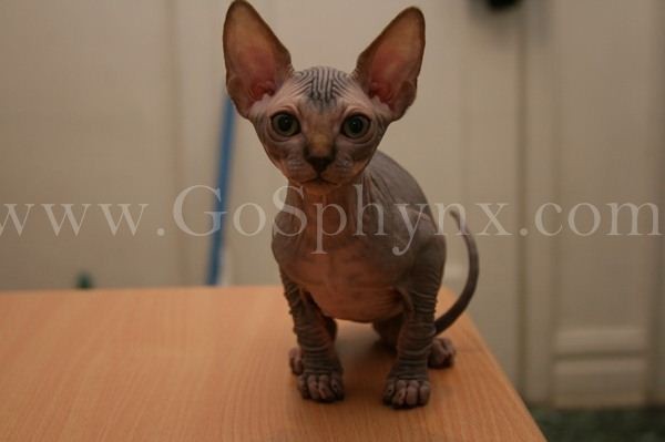 Sphynx(1)