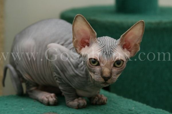 Sphynx(10)