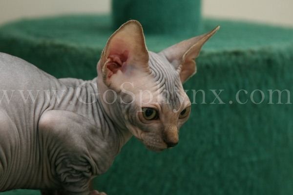 Sphynx(11)