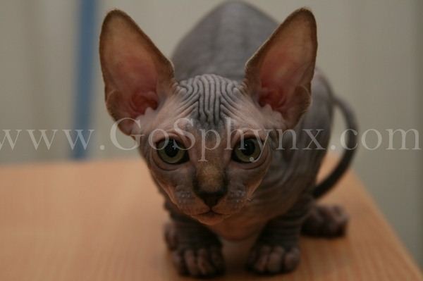 Sphynx(2)