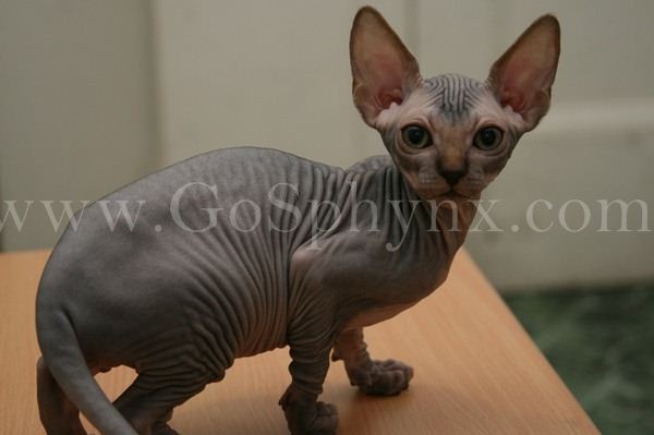 Sphynx(3)