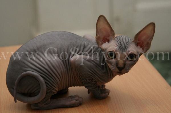 Sphynx(4)