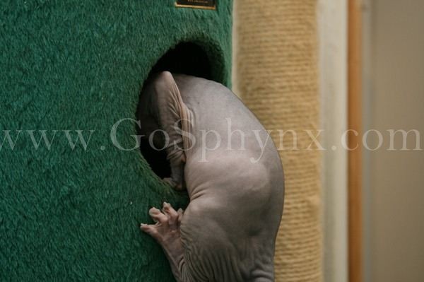 Sphynx(5)