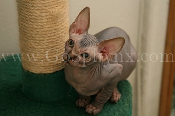 Sphynx(8)