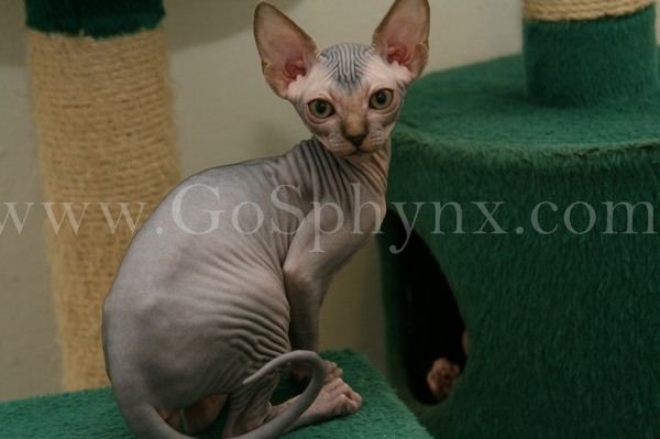 Sphynx(9)