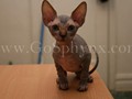 Sphynx(1)