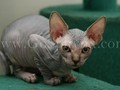 Sphynx(10)