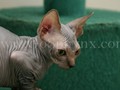 Sphynx(11)