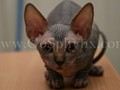 Sphynx(2)